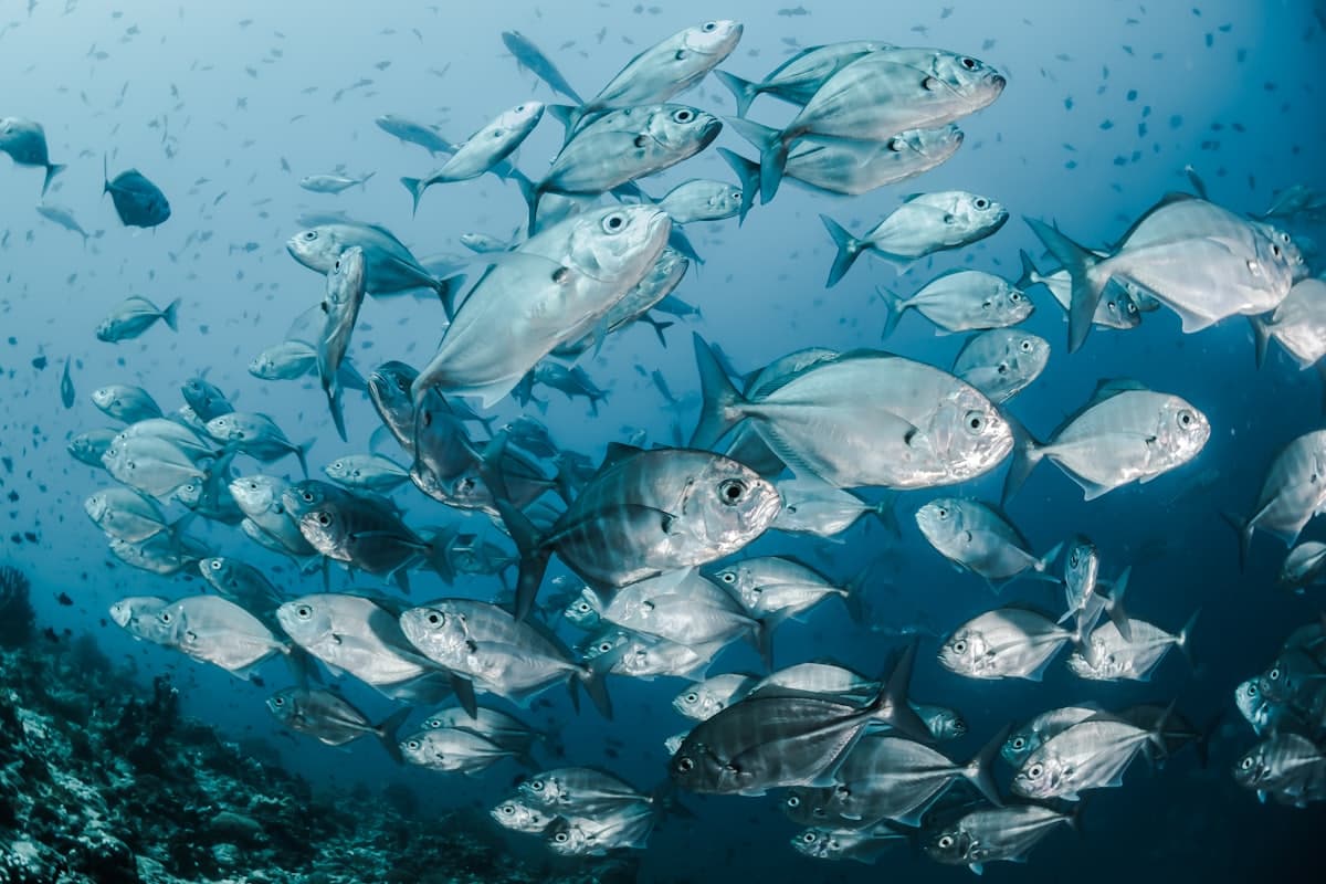 Diver exploring a reef near Grande Island